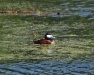 Thumbnail Ruddy-Duck-Male-052809.jpg 