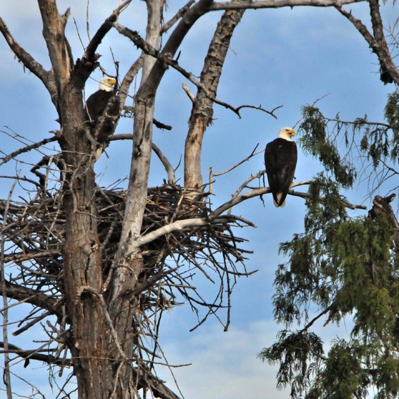 Bald-Eagles-on-Nest-062713.jpg 