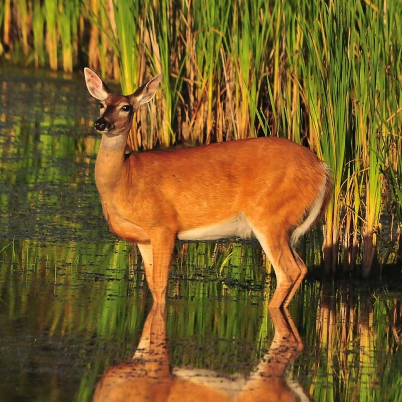 Deer in Wetlands 091012.jpg 