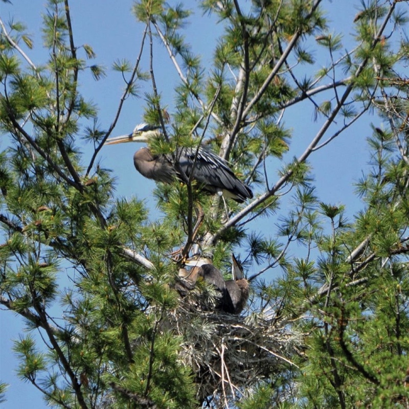 Great-Blue-Heron-Nest-with-Babies-052809.jpg 