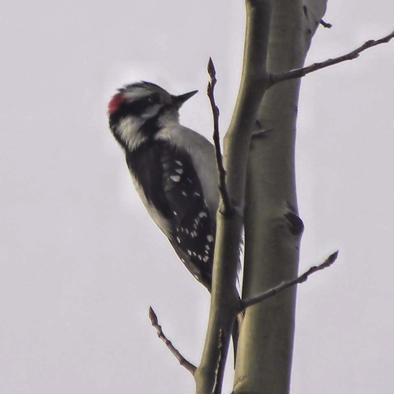 Hairy Woodpecker 040812.jpg 