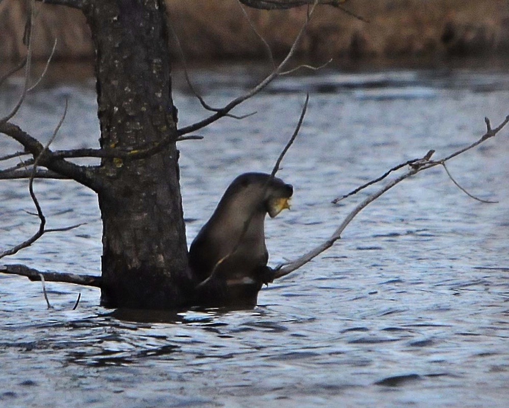 Otter with Fish 031713.jpg 