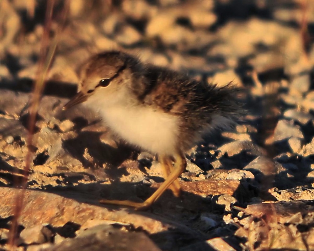 Spotted Sandpiper Babe 072110.jpg 