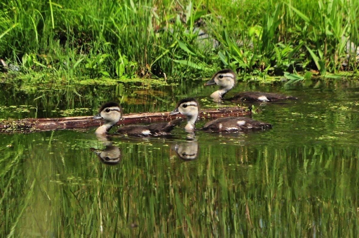 Wood-Duck-Babies-0701111.jpg 