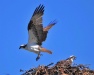 Thumbnail Osprey-Pair-Nest-091510.jpg 