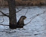 Thumbnail Otter with Fish 031713.jpg 