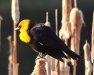 Thumbnail Yellow Headed Blackbird 052911.jpg 